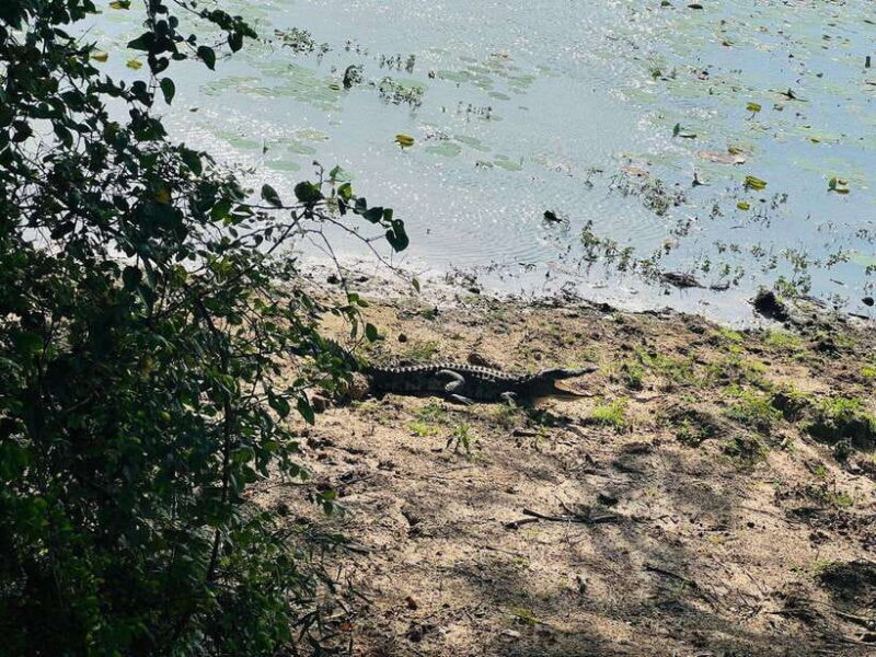 Yala National Park Safari from Ella (+ Jeep) - In Summary