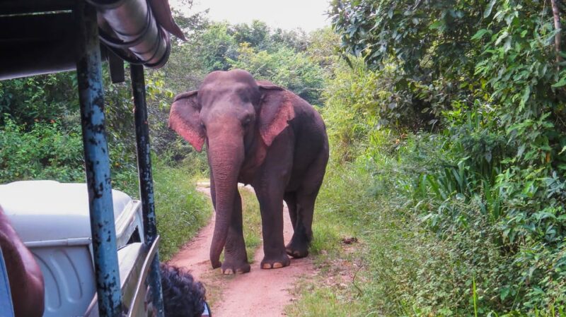 Yala National Park Safari From Hambantota Sea Port - Restrictions