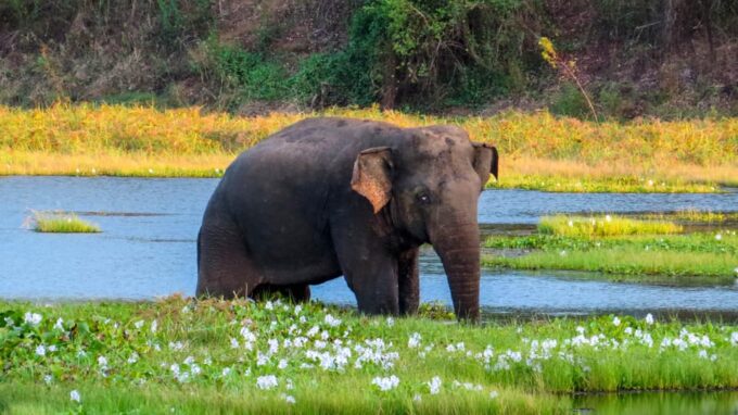 Yala National Park Safari From Hambantota Sea Port - About Yala National Park