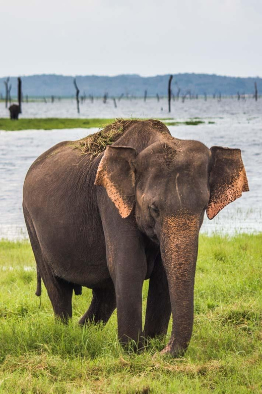 YALA National Park Safari From MIRISSA - Good To Know