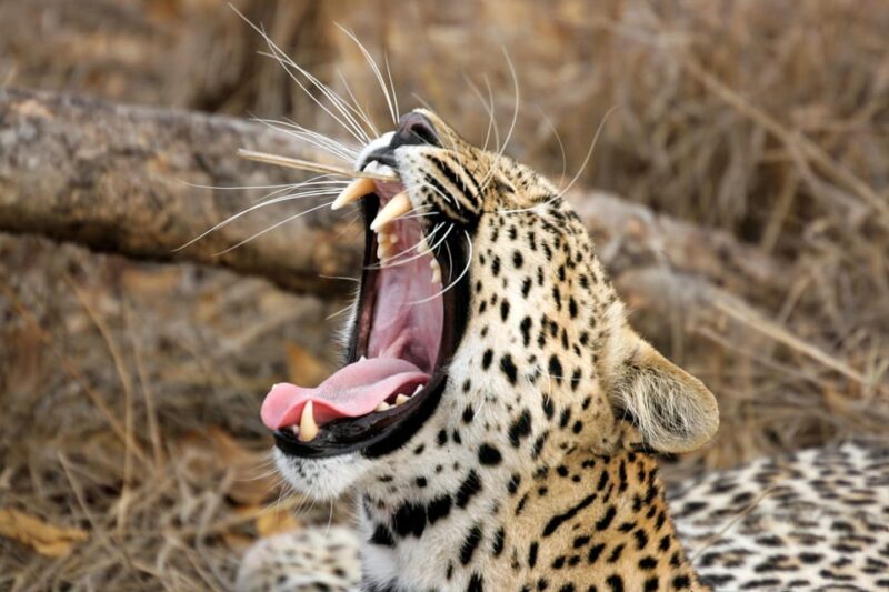 YALA National Park Safari From MIRISSA - Transportation and Logistics