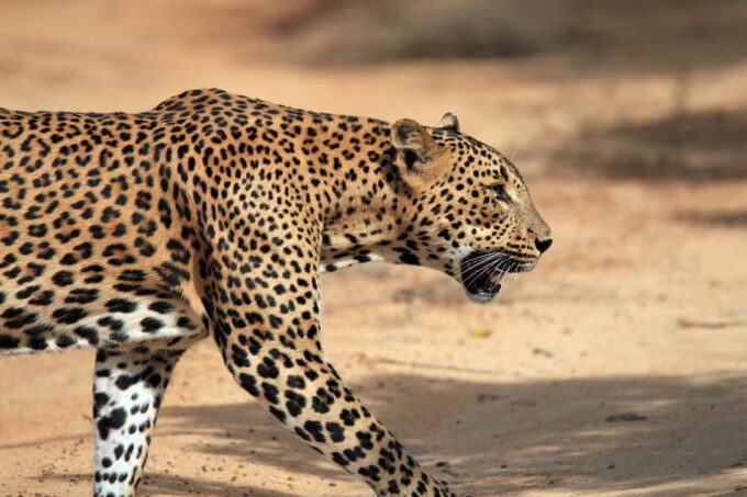 YALA National Park Safari From MIRISSA - Landscape and Scenery