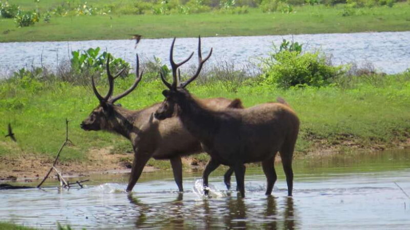 Yala National Park Safari from Tangalle - The Practicalities and Considerations