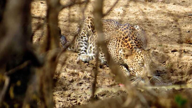 Yala National Park Safari from Tangalle - Who Will Love This Safari?