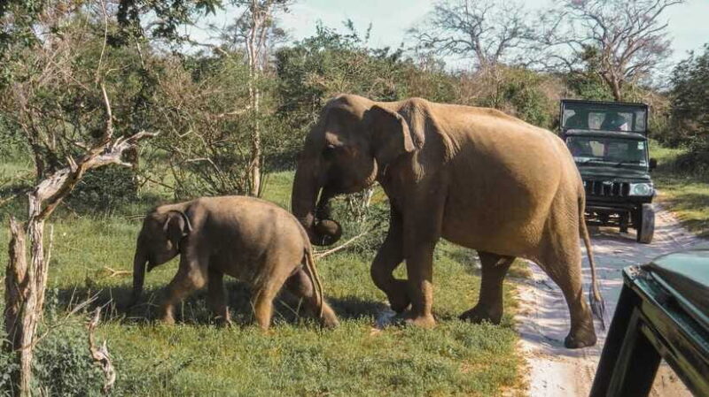 Yala National Park Safari from Tangalle - The Sum Up