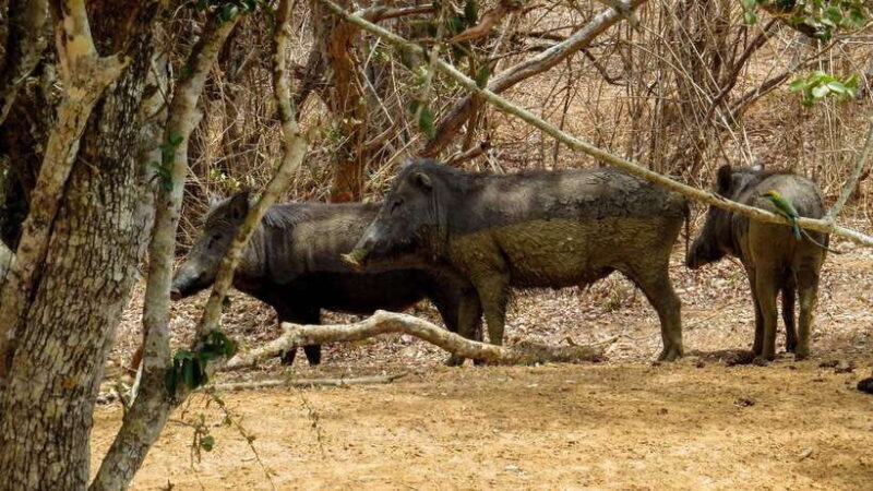 Yala National Park Safari from Weligama - An In-Depth Look at the Yala Safari Experience
