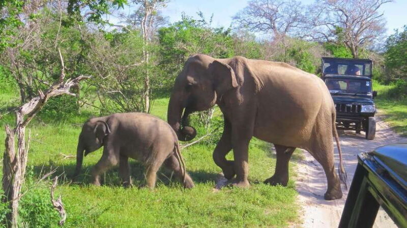 Yala National Park Safari from Weligama - The Sum Up