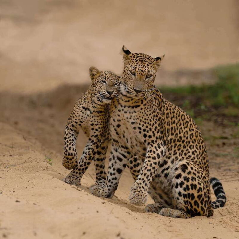 Yala National Park Safari : Half Day or Full Day Tours - The Itinerary in Detail