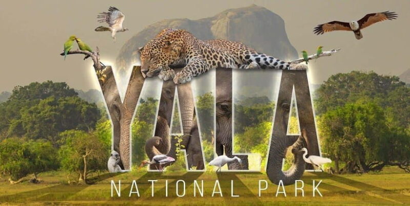 "Yala National Park Safari-Half-Day Safari Guided Adventure" - Introduction