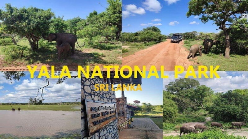 "Yala National Park Safari-Half-Day Safari Guided Adventure" - Who Should Consider This Tour?