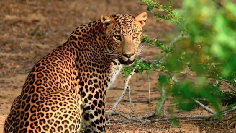 "Yala National Park Safari-Half-Day Safari Guided Adventure" - Final Thoughts
