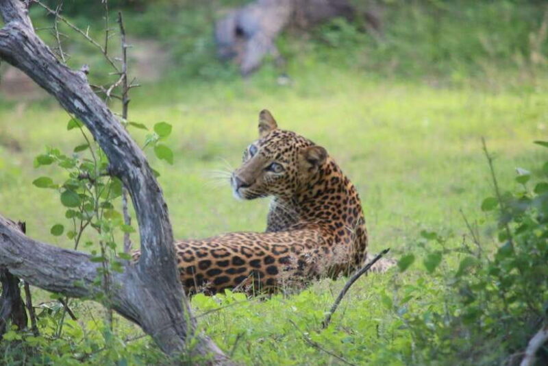 Yala National Park Safari Tour from Hambantota Port - Who Will Enjoy This Tour?