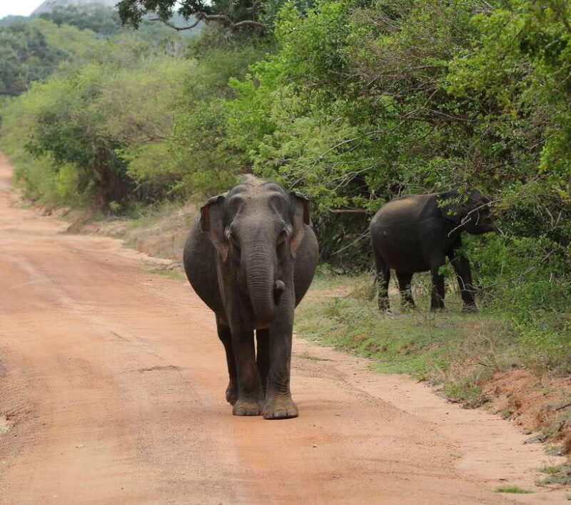 Yala National Park Safari Tour from Hambantota Port - Key Points