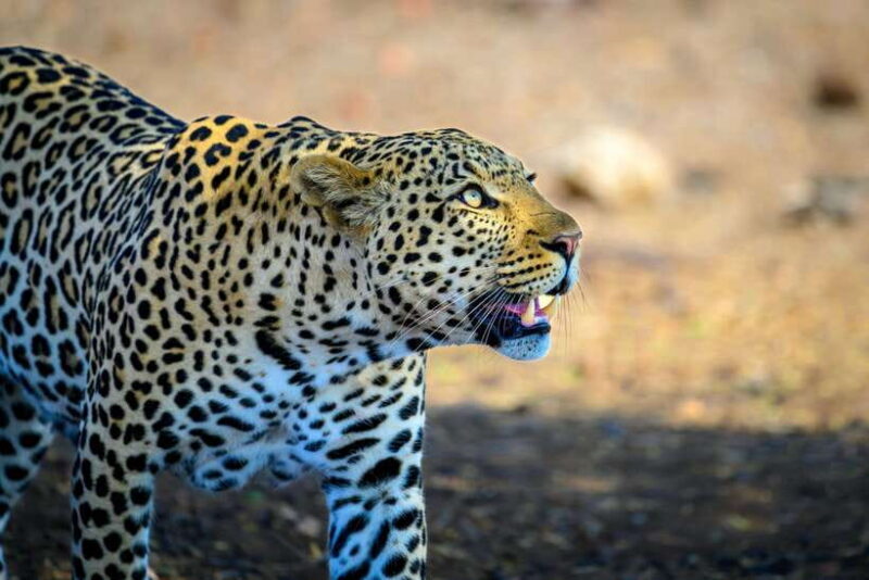 Yala National Park Safari Tour from Hambantota Port - What to Expect from the Tour