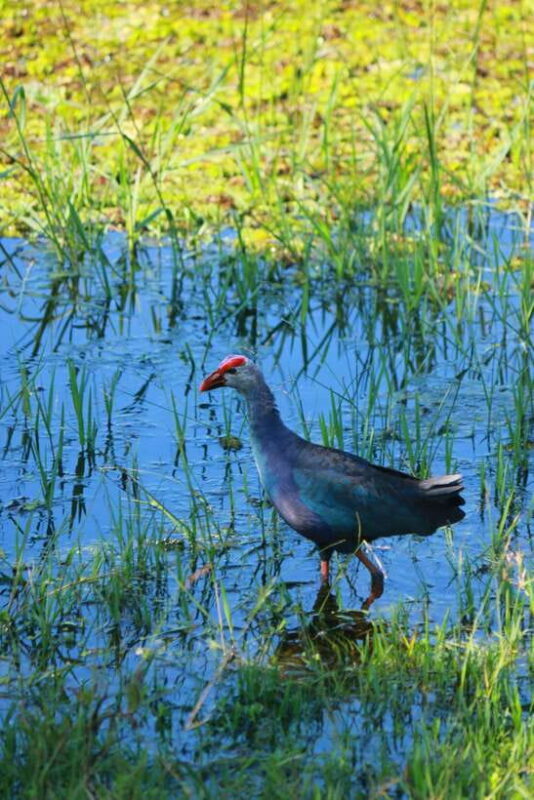 Yala National Park Safari Tour from Hambantota Port - The Itinerary: What You’ll Do