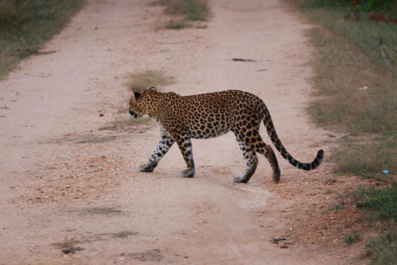 Yala National Park Safari Tour from Hambantota Port - Whats Included & Whats Not