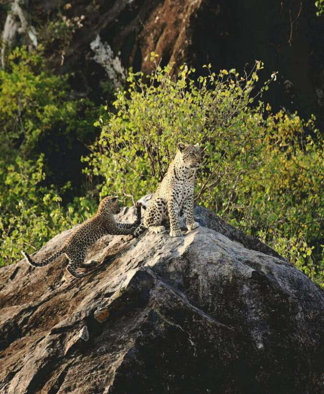 Yala National Park Safari Tour from Hambantota Port - Who Should Consider This Tour?