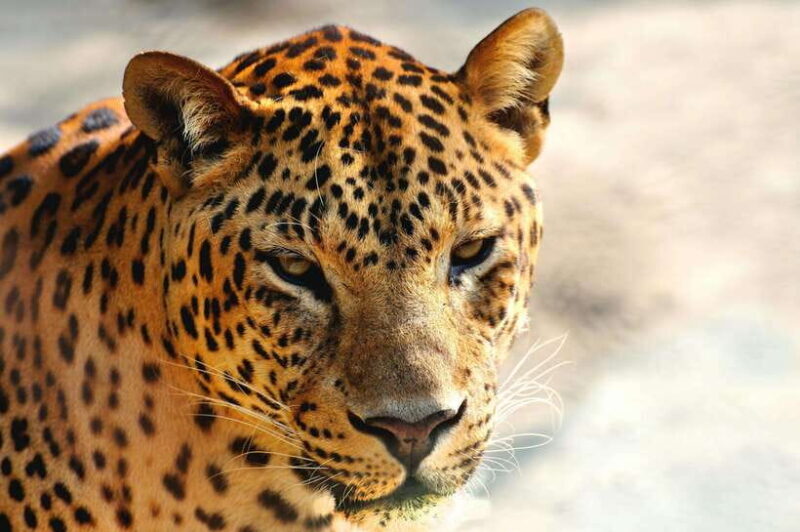 Yala National Park Safari Tour from Hambantota Port - Frequently Asked Questions