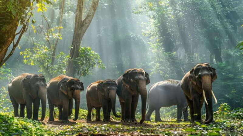 Yala National Park Safari Tours : 7 hours & 12 hours - Key Points