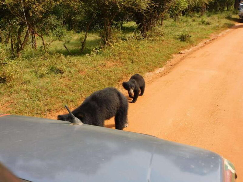 Yala National Park Safari Tours : 7 hours & 12 hours - Starting the Day: Pickups and Travel to the Park