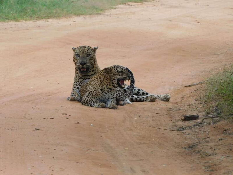 Yala National Park Safari Tours : 7 hours & 12 hours - Exploring the Park: Key Highlights