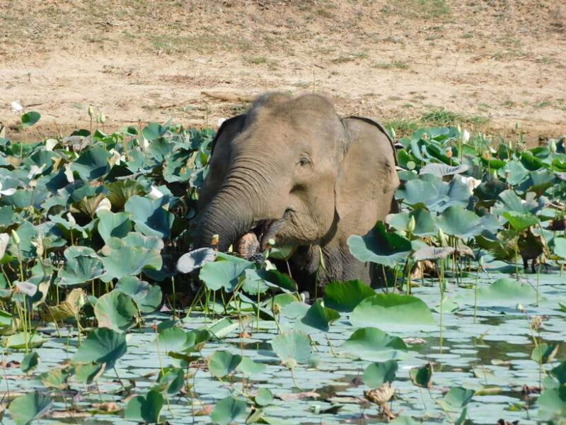 Yala National Park Safari Tours : 7 hours & 12 hours - The Value of This Safari