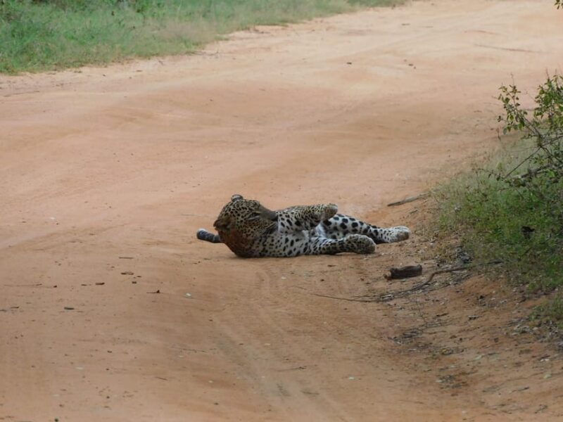 Yala National Park Safari Tours : 7 hours & 12 hours - Authenticity and Personalization