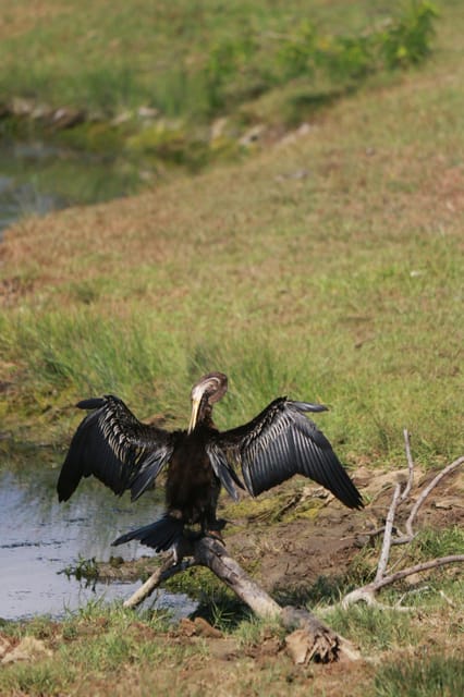 Yala National Park Safari Tours From Galle/ Mirissa/ Ella - Good To Know