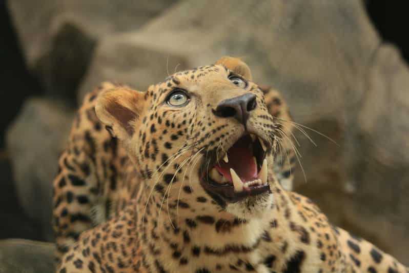 Yala National Park Safari Tours From Galle/ Mirissa/ Ella - Pickup and Drop-off Locations