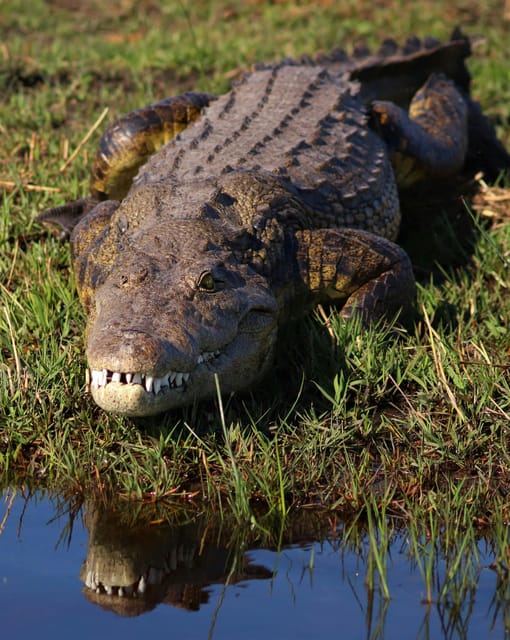 Yala National Park Safari Tours From Galle/ Mirissa/ Ella - Safari Experience and Highlights