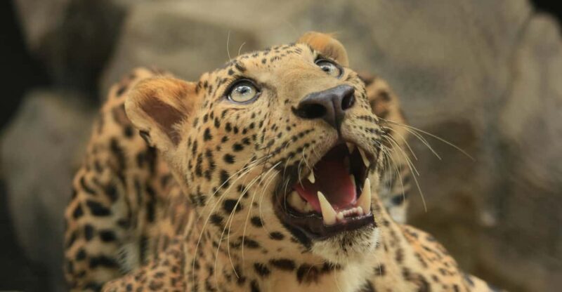 Yala National Park Safari Tours From Galle/ Mirissa/ Ella - Inclusions and Exclusions