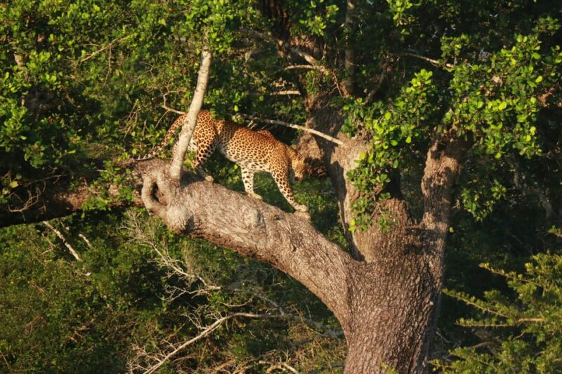 Yala National Park Safari Tours From Galle/ Mirissa/ Ella - Cancellation Policy