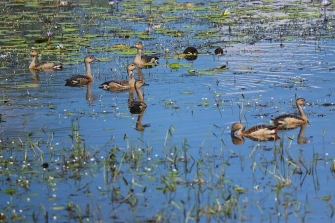 Yala National Park Safari Tours From Galle/ Mirissa/ Ella - Booking and Payment