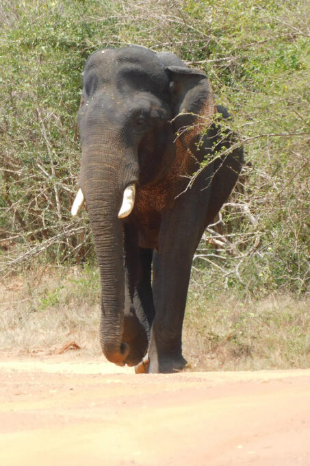 Yala National Park Safari Tours From Galle/ Mirissa/ Ella - Additional Information
