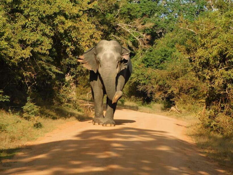 Yala National Park Safari Tours - Half Day & Full Day - Exploring Yala National Park Safari Tours: A Practical Guide for Adventurers
