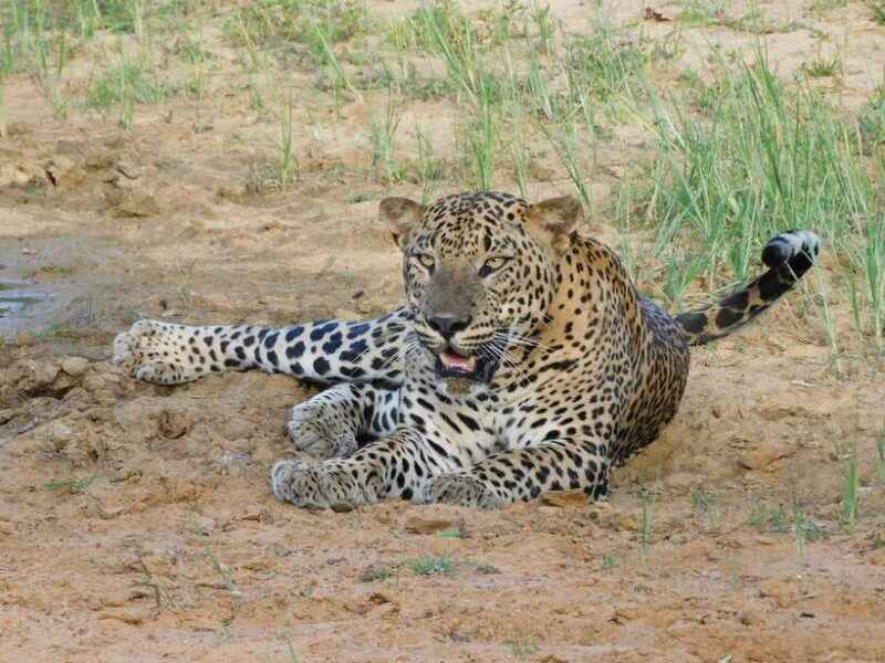 Yala National Park Safari Tours - Half Day & Full Day - The Itinerary Breakdown: What to Expect at Each Stop