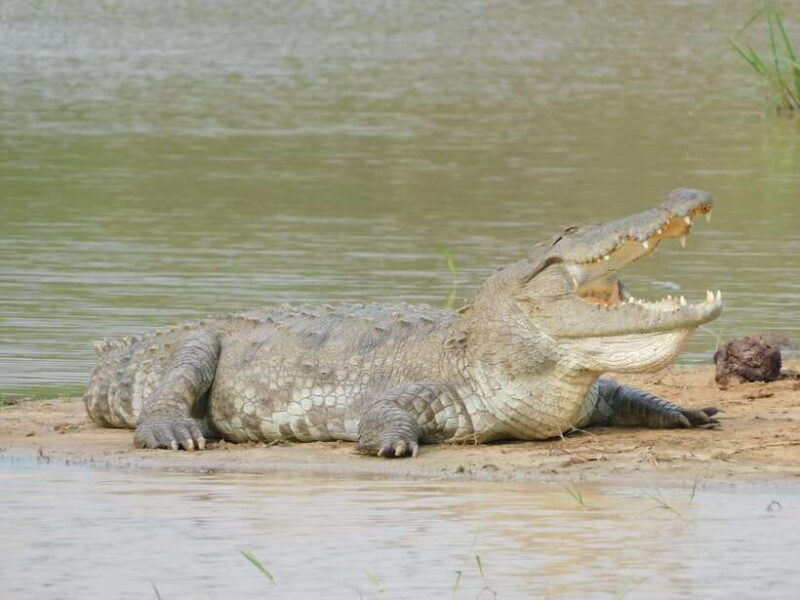 Yala National Park Safari Tours - Half Day & Full Day - Final Thoughts: Who Should Consider This Tour?