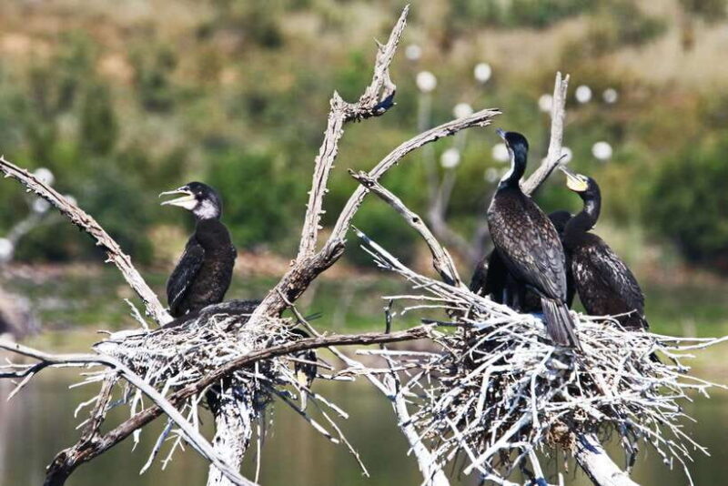 Yala National Park Safari Tours - Half Day & Full Day - FAQ