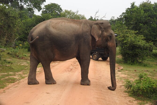 Yala National Park Special Leopard Safari Tour - Booking and Pricing Information