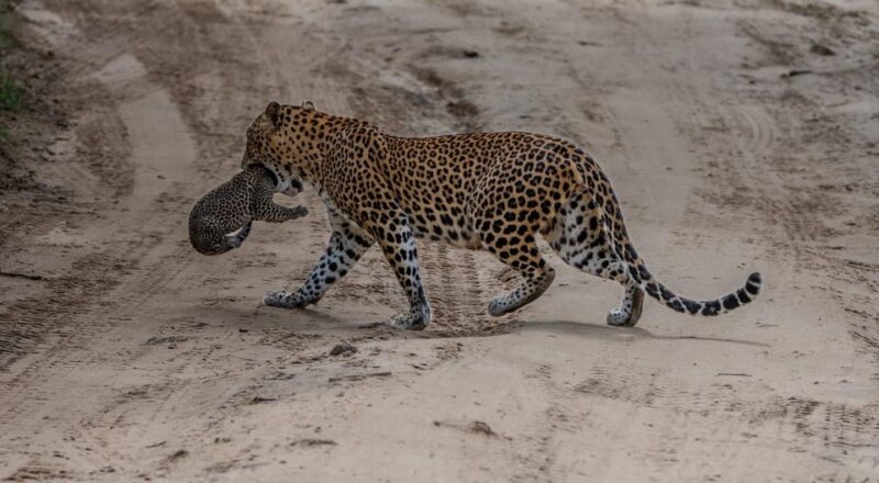 Yala National Park: Thrilling Wild Morning Afternoon Safari - Tour Logistics