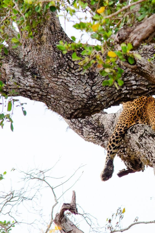 Yala National Park With Safari Jeep & Entrance Tickets - Pickup and Travel
