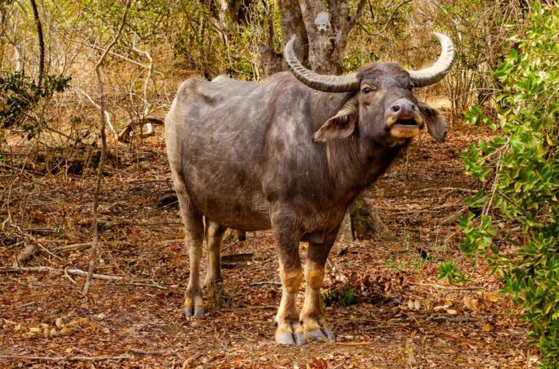 Yala National Park With Safari Jeep & Entrance Tickets - Diverse Ecosystems