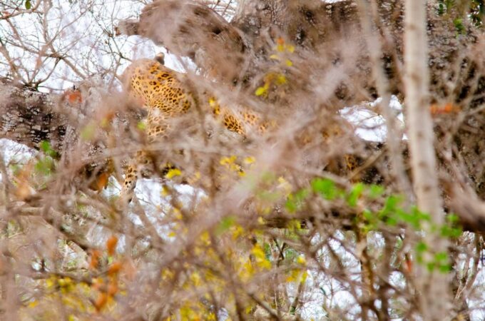 Yala National Park With Safari Jeep & Entrance Tickets - Important Considerations