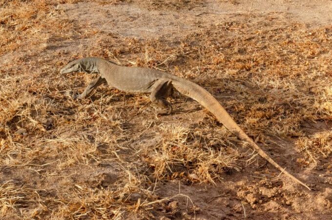 Yala National Park With Safari Jeep & Entrance Tickets - Frequently Asked Questions
