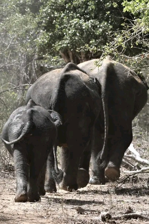 Yala Private Safari Tour Guided by a Professional - Good To Know
