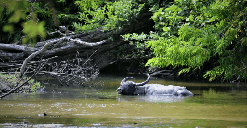 Yala Private Safari Tour Guided by a Professional - Wildlife Experience