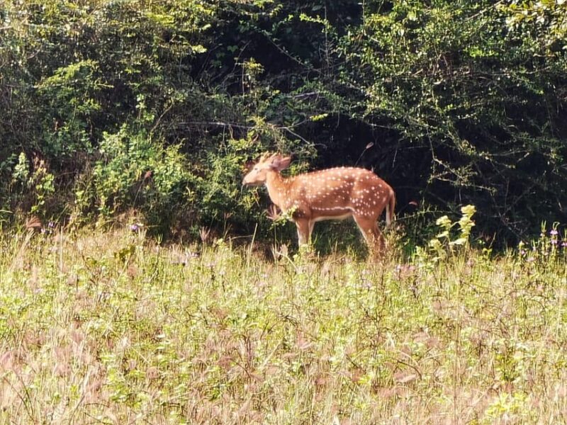 Yala Private Safari Tour Guided by a Professional - Ethical Observation