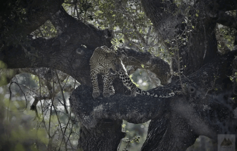 Yala Private Safari Tour Guided by a Professional - Restrictions
