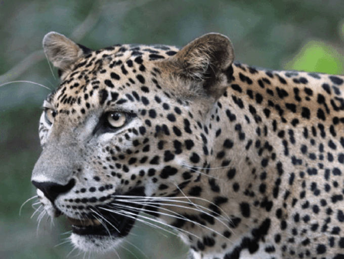 Yala Private Safari Tour Guided by a Professional - Tour Duration