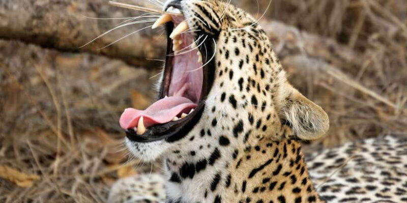 Yala Safari All-Inclusive Package with Convenient Pick Up - Key Points
